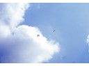 Parachutist