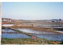Preparing the rice paddies for planting