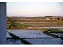 Transplanting rice shoots