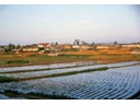 Rice Planting