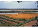 Mature rice and transplanting shoots to more fields