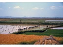 Rice Planting is very labor intensive