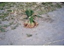 Rice seedlings