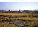 Rice harvesting is done by hand