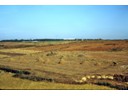 Rice straw piles