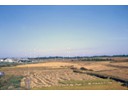 Rice harvest drying & our Antenna Field