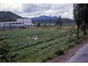 Vegetable farm