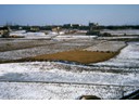 Christmas greetings on rice paddy