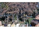 Swiss Family Robinson House