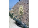 Cactud in bloom