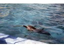 Porpoise