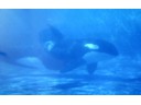Orca
