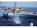 Porpoise show