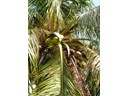 Coconut Tree