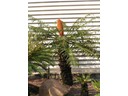 Xamia Palm