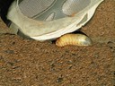 Slug