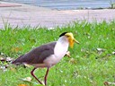 Birds Mask Lapwing