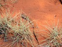 Alice Springs Desert Park