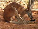 Kangaroo