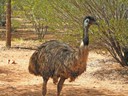 Emu