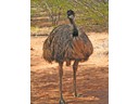 Emu