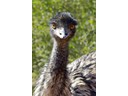 Emu