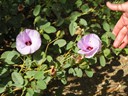 Alice Springs Desert Park