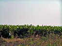 Banana Trees