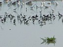 Bird Sanctuary