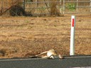 Kangaroo Road Kill
