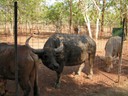 Water Buffalo