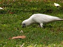 Cockatoo