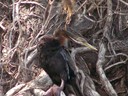Darter