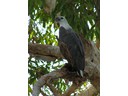 Hawk