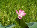 Lotus Lily