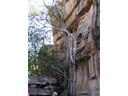 Banyan Fig Tree