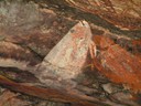 Rock Paintings