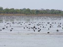 Magpie Goose