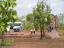 Cathedral Termites mounds