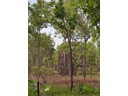 Cathedral Termites mounds