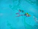 Great Barrier Reef Fish