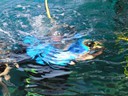 Howard going Oceanwalking