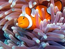 Great Barrier