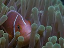 Great Barrier