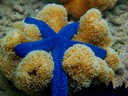 Great Barrier