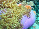 Great Barrier