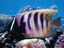 Great Barrier