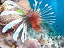 Great Barrier