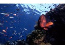Great Barrier