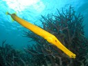 Great Barrier